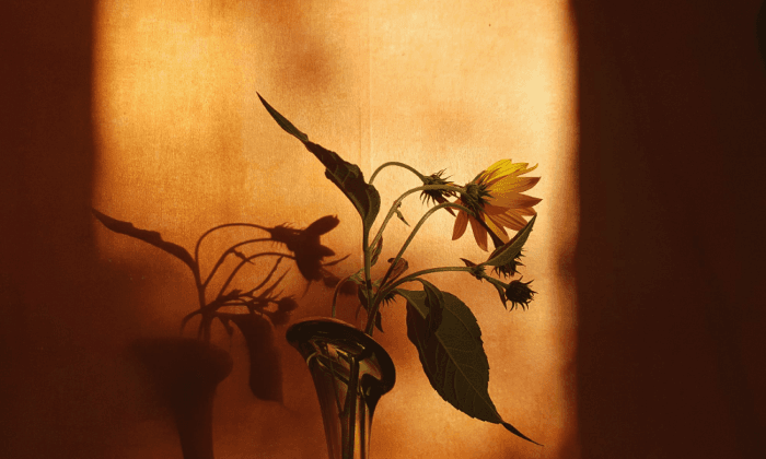 Art & Aesthetics Evening